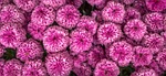 chrysanthemum, autumn, flowers