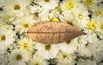 chrysanthemum, autumn, flowers