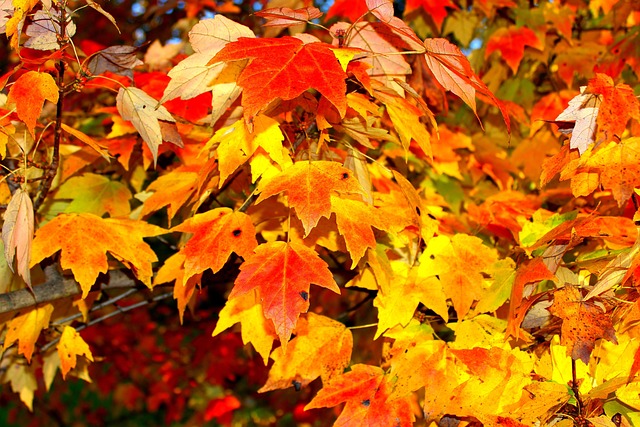 Free Autumn Leaves photo and picture