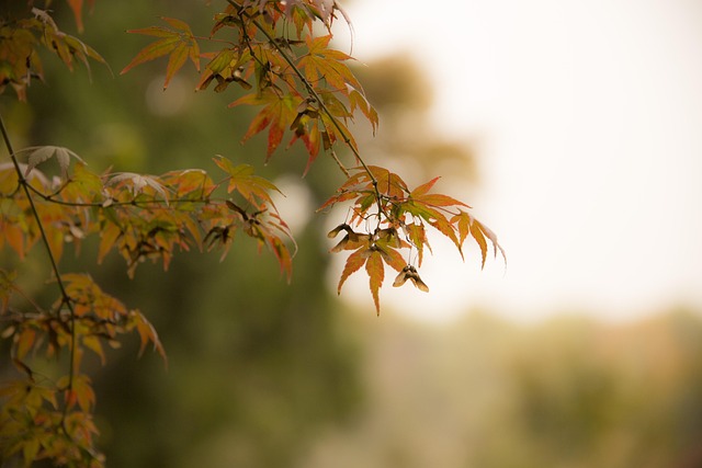 Free Tree Leaves photo and picture