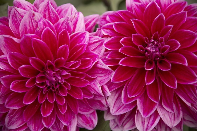 Free Flower Red Flower photo and picture