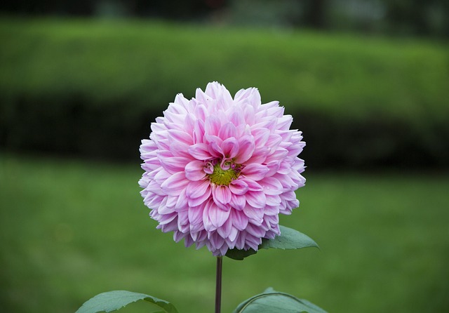 Free Flower Wallpaper 4K photo and picture
