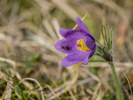 乾燥した野生の花 写真 無料イメージのダウンロード