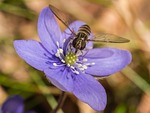 liver flower, hepatica, flower