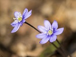 liver flowers, hepatica nobilis, hepatica