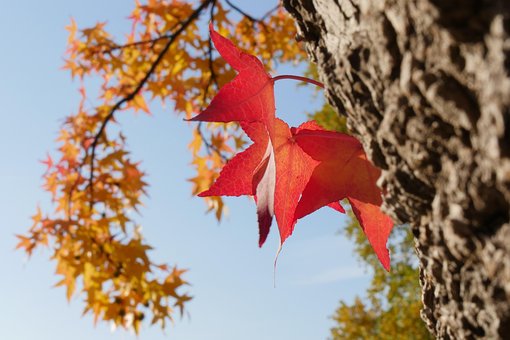 Natur, Baum, Blatt, Rot, Herbst, Himmel
