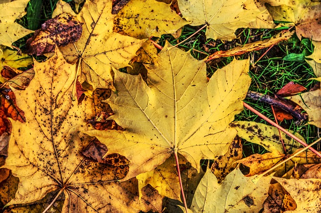 Free Leaves Multicoloured photo and picture