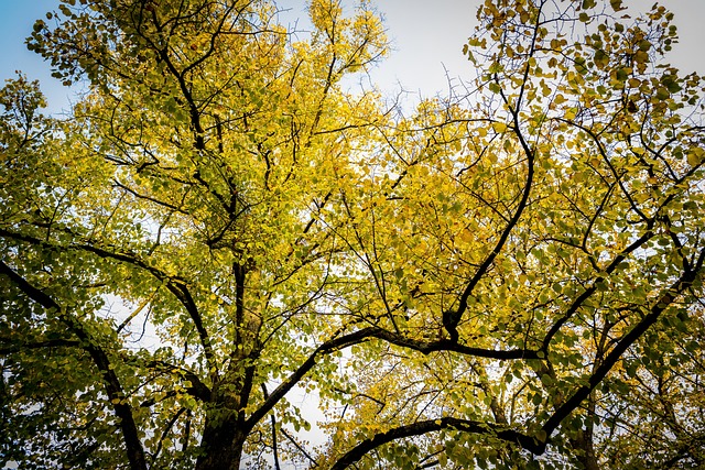 Free Autumn Foliage photo and picture