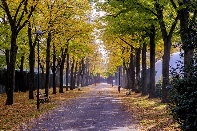 Free Autumn Foliage photo and picture