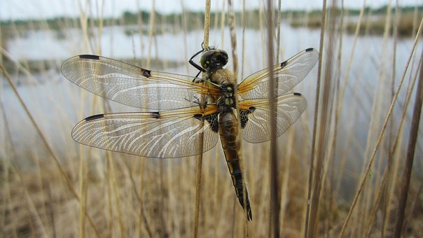 Free Libelle See photo and picture