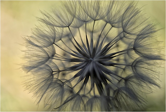 Macro, Natureza, Plantar, Beleza