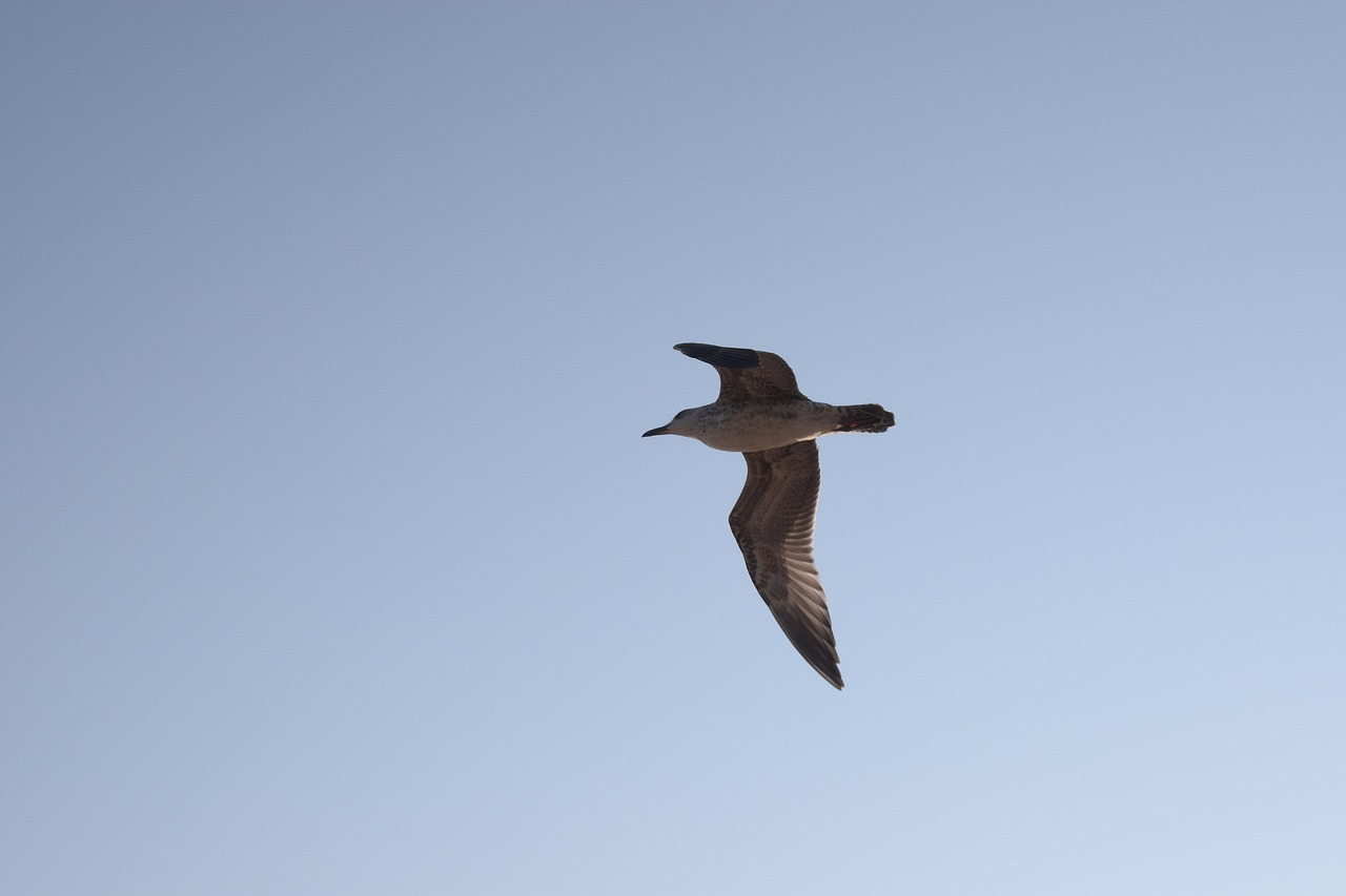 Ciel Oiseau Vol - Photo gratuite sur Pixabay - Pixabay