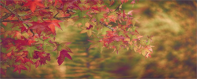 Folhas, Natureza, Lençóis Vermelhos