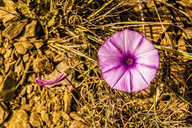 Naturaleza, Planta