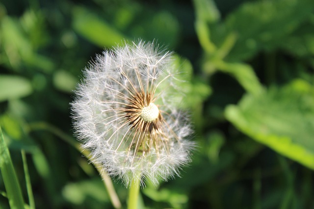 Blume, Schöne Blumen, Blumentapete, Grün