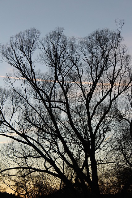 Baum, Mond, Wald