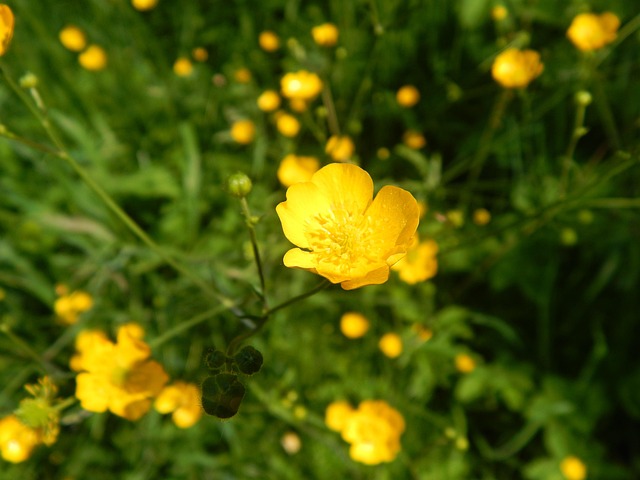 Gelb, Blumen, Blumen Hintergrund