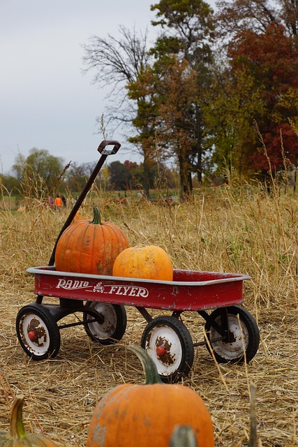 halloween, pumpkin patch, pumpkins, farm, october, nature, patch, autumn, holiday, fall, organic, pumpkin patch, pumpkin patch, pumpkin patch, pumpkin patch, pumpkin patch