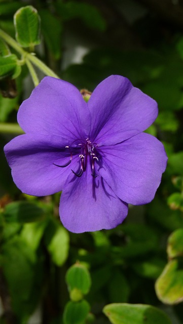 Lilla Blomst, Tæt Op, Blomstre, Makro