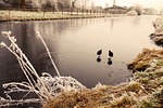 coot, bird, water bird