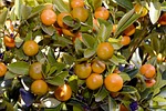 tangerines, tree, eat