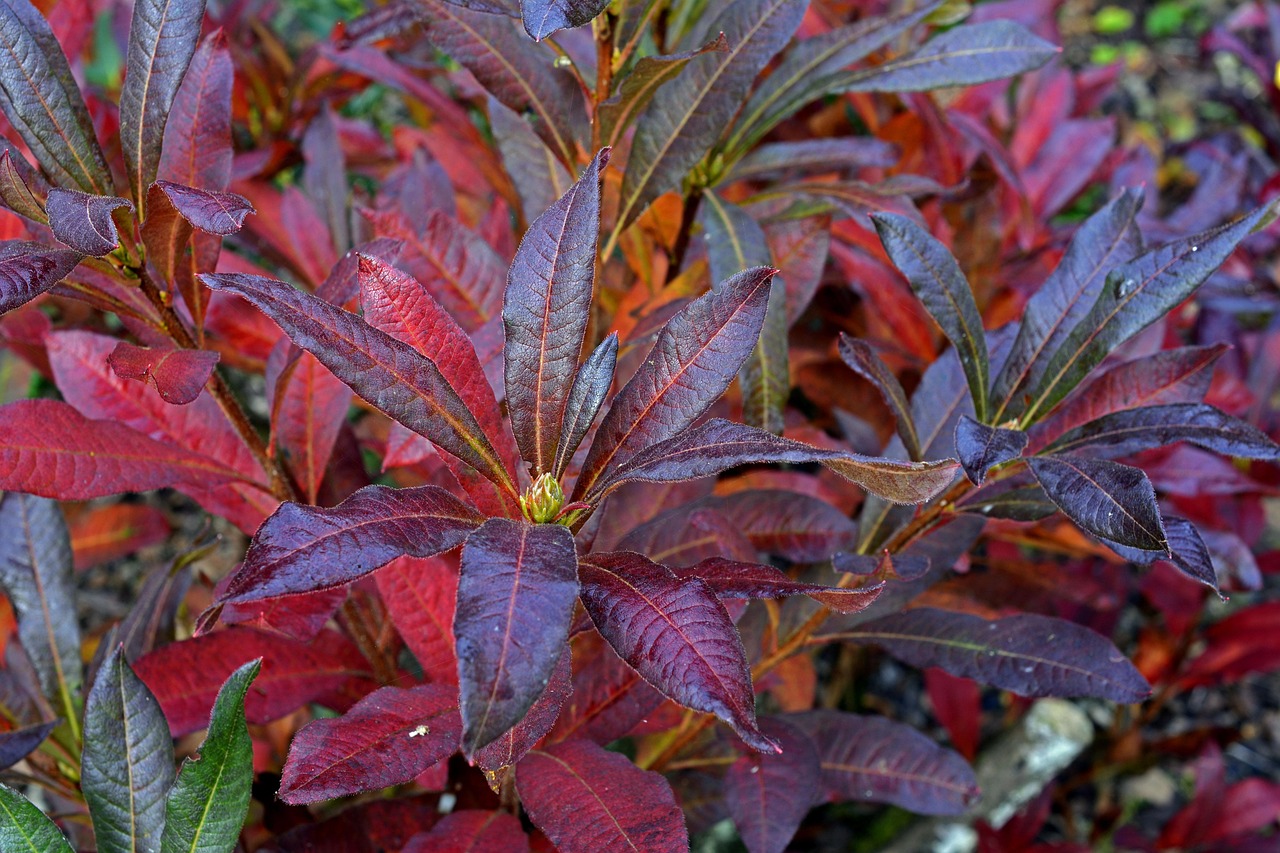 Rhododendron Knospen Herbst - Kostenloses Foto auf Pixabay