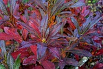 rhododendron, bud, autumn