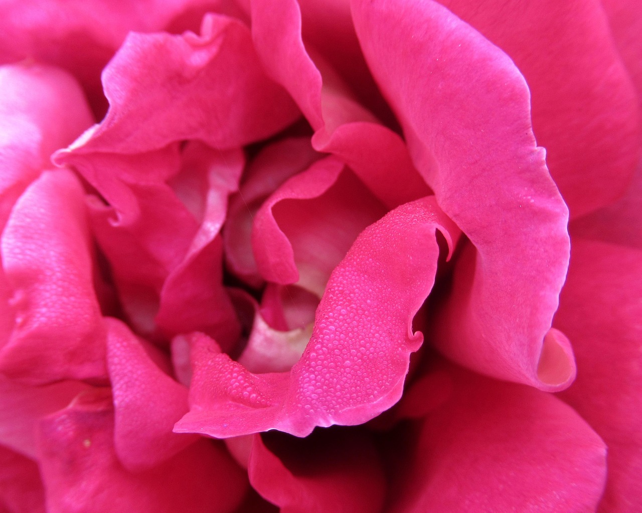 Autumn Rose - Free photo on Pixabay - Pixabay