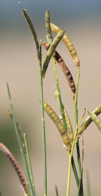 Free Quiet Plant photo and picture