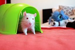 rat home, albino rats, rat house
