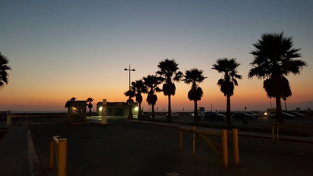 Free Palm Tree Sunset photo and picture