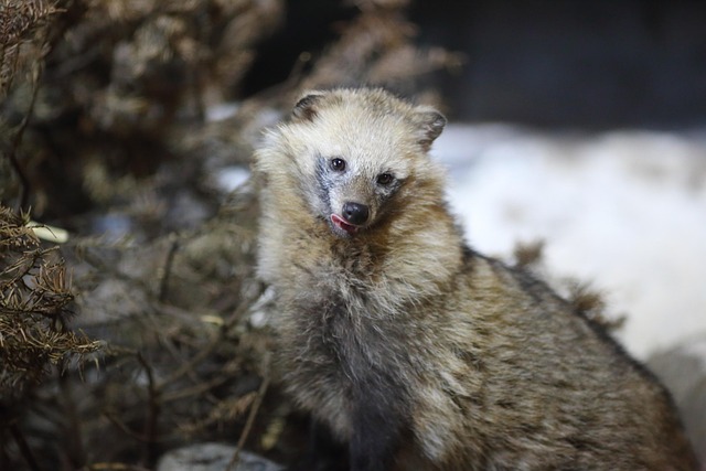 Zoo, Natur, Tiere, Wild, Tierwelt