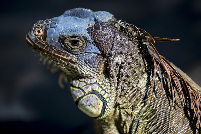 Zoo, Eidechse, Wild, Reptil