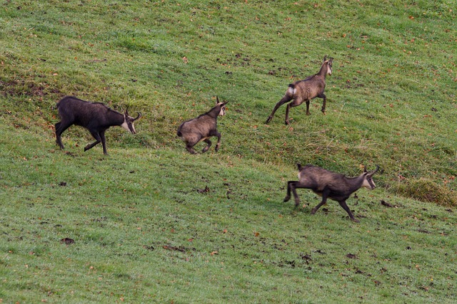Free Chamois Gamswild photo and picture