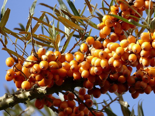 Espinheiro-Mar, Hippophae Rhamnoides