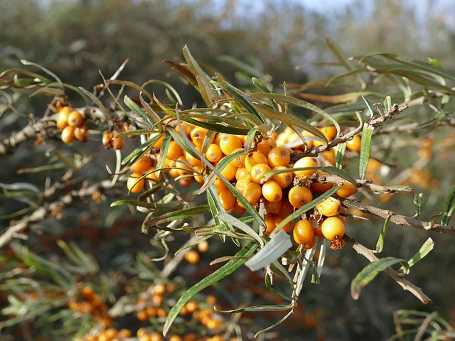 Espinheiro-Mar, Hippophae Rhamnoides