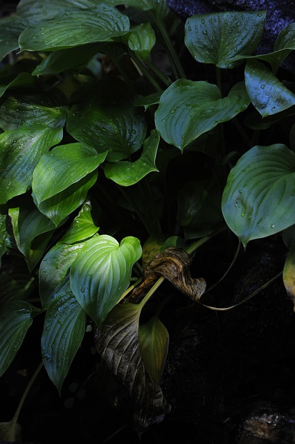 Free Leaf Atmosphere photo and picture