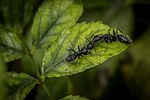 ants, ant, nature
