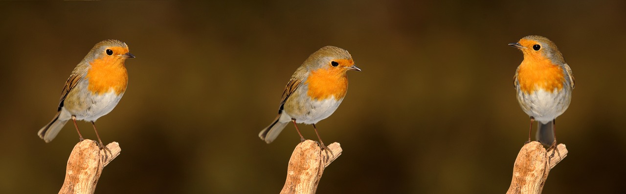 Rouge-Gorge, Oiseau, Jardin