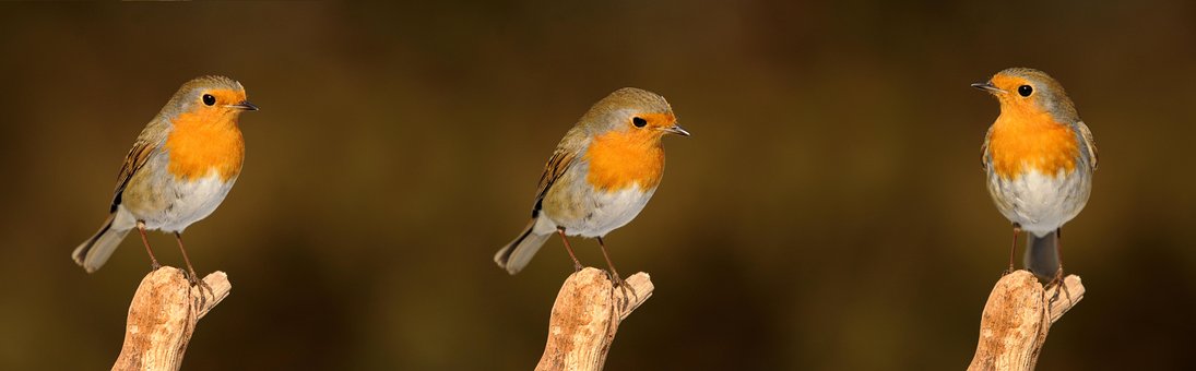 Rotkehlchen, Vogel, Garten, Singvogel