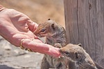 chipmunk, feed, eat