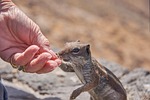 chipmunk, feed, eat