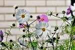 cosmea, flower, cosmos bipinnatu