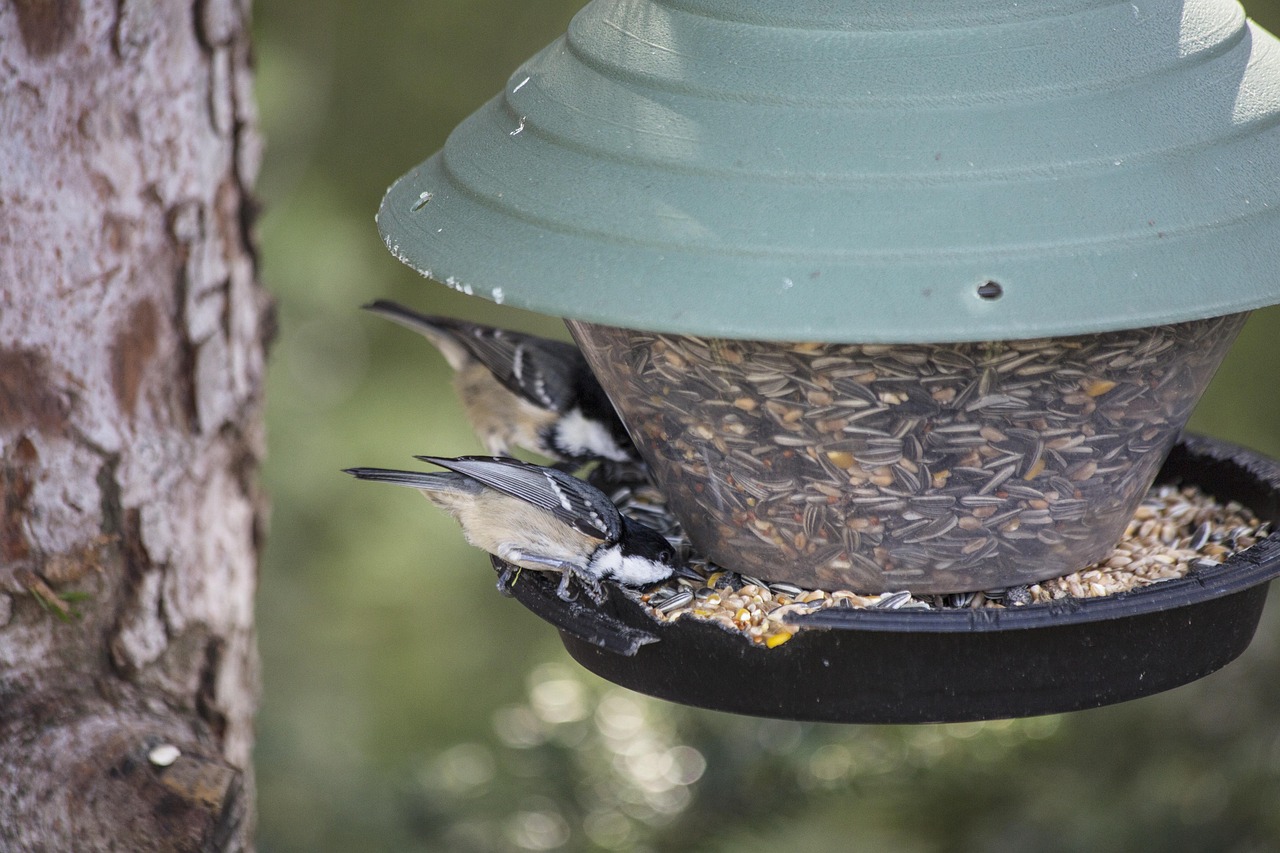 Oiseau Maison D'Oiseau Mangeoire - Photo gratuite sur Pixabay - Pixabay