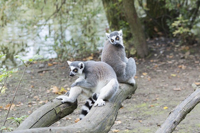 Mapache Mapaches Zoo - Foto gratis en Pixabay - Pixabay