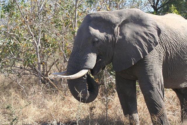 Free Mammal Animal photo and picture