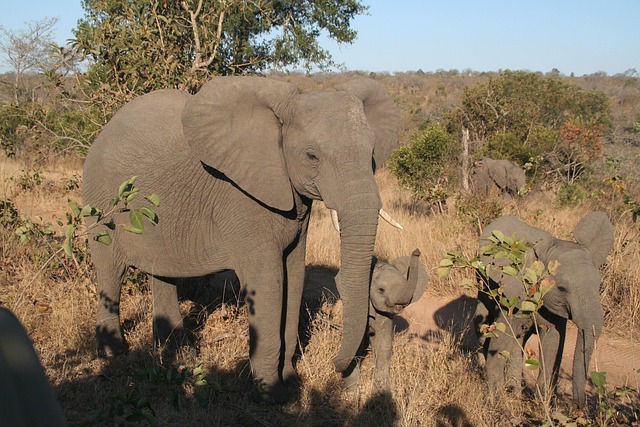 Free Mammal Animal photo and picture