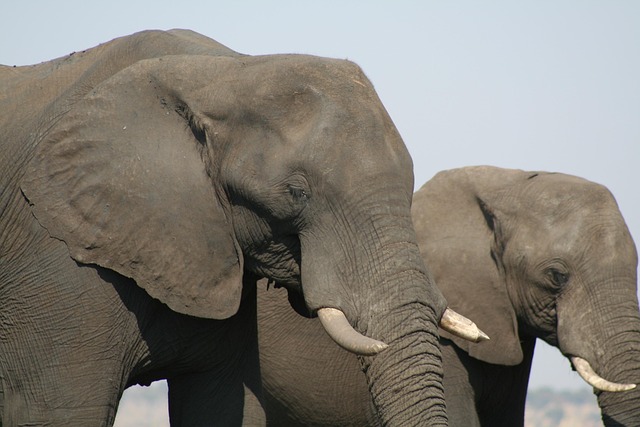 Free Mammal Animal photo and picture