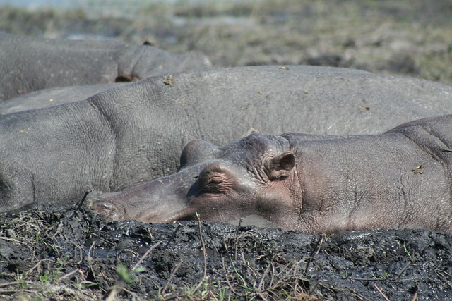 Free Mammal Animal photo and picture