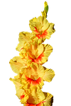 gladiolus, gladidus, butterfly greenhouse